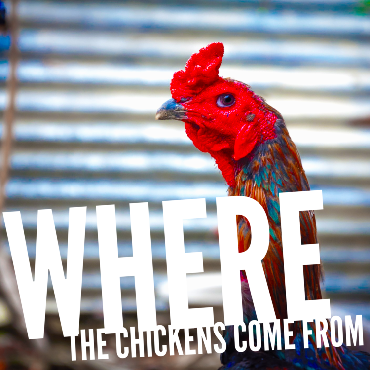 Where the Chickens Come From